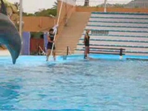 Spectacle dauphins a marineland 2