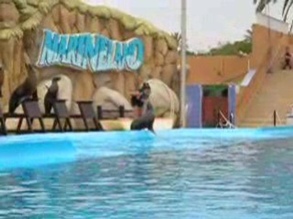 Spectacle otaries a marineland