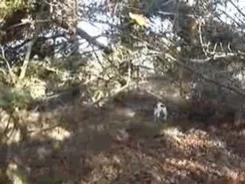 Chasse ballack chistera 003