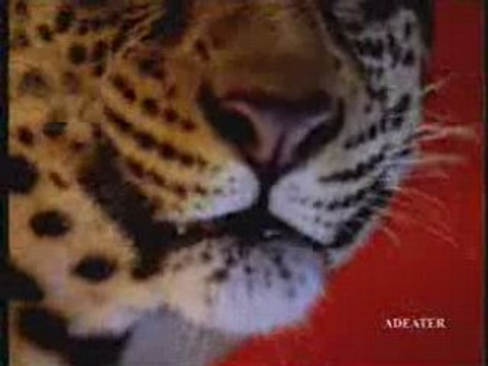 Video Animaux schweppes