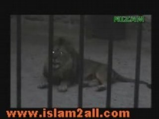 LE LION QUI PRONONCE LE MOT ALLAH