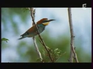 Documentaire abeille 3/5