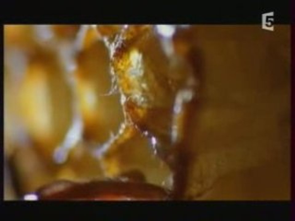 Documentaire abeille 1/5