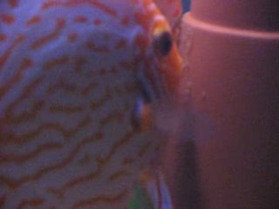 Discus Pandaların Yumurtlamaları