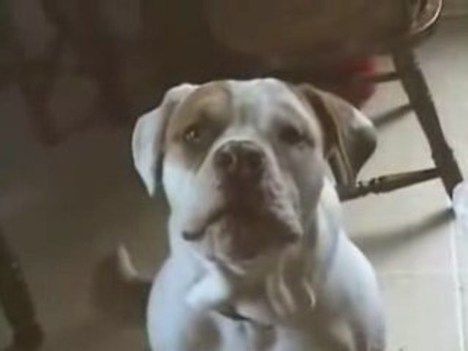 Funny Dogs & Cats - Nos amis chiens et chats...