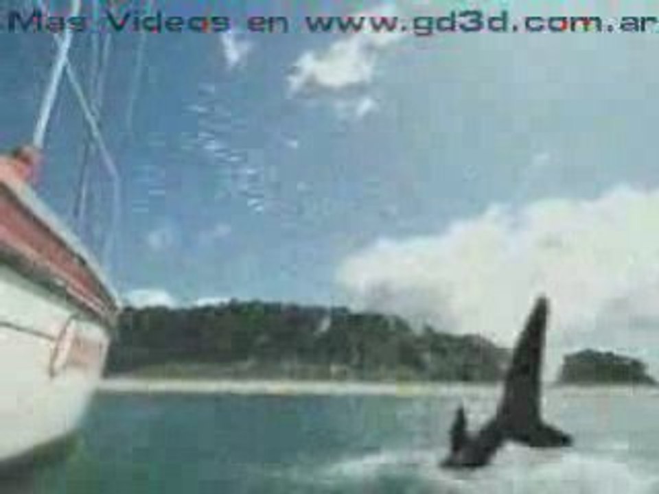 Manger par un requin