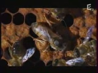 Documentaire abeille 4/5
