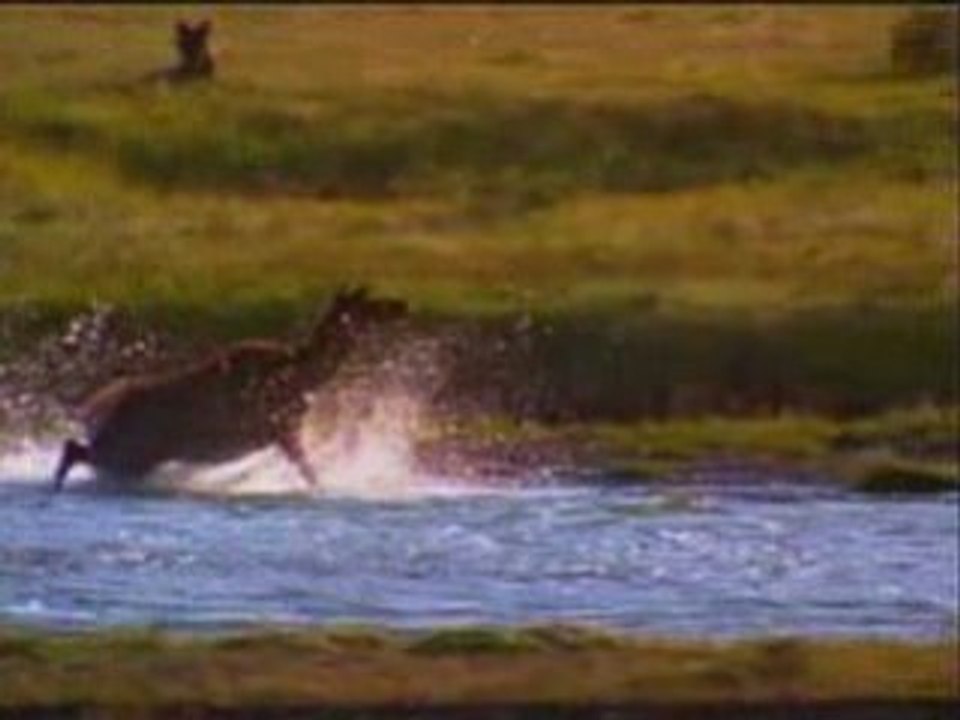 Grizzlies Bears  Vs les loups