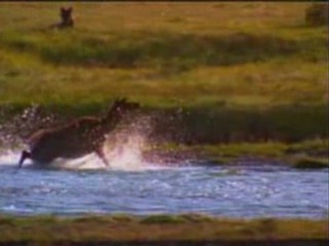 Grizzlies Bears Vs les loups