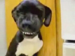 Un toutou qui fait risette