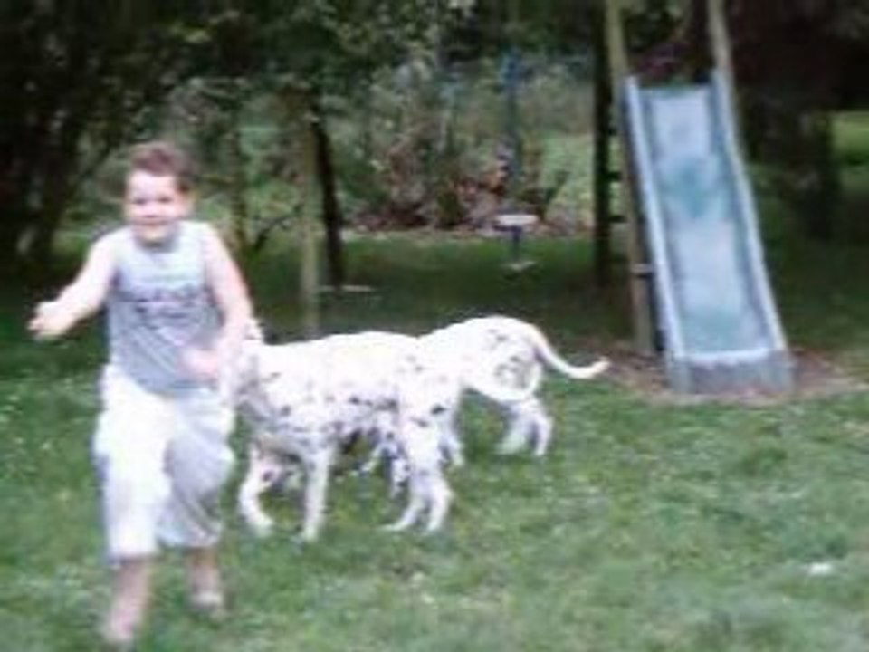 Vidéo de nos dalmatien