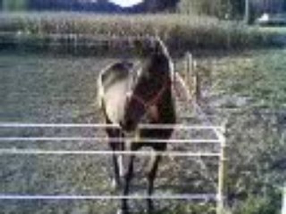 cheval