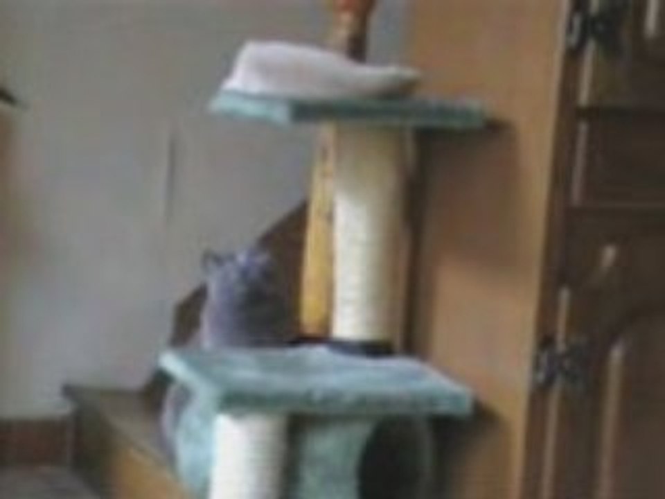 L'arbre à chat Dell et Bou!