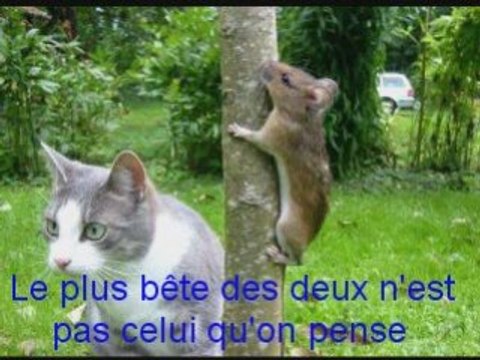 LES ANIMAUX AMUSANTS