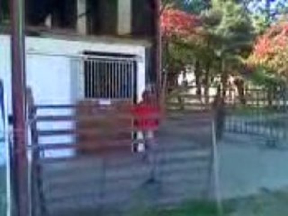 Gainsay  au galops
