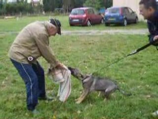 Darko ba gris 3mois et demi débourrage