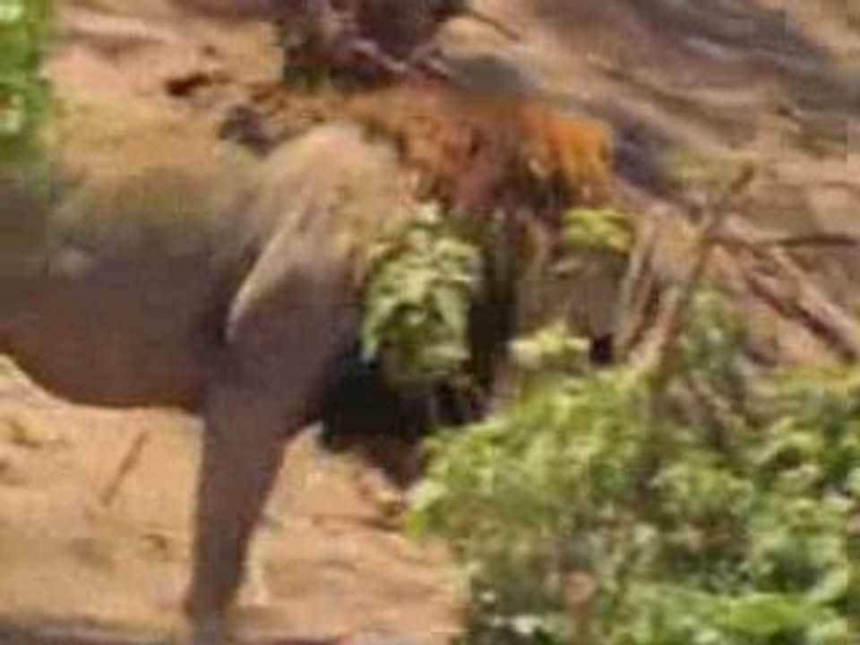 Dans L'arene Avec Les Lions2.00
