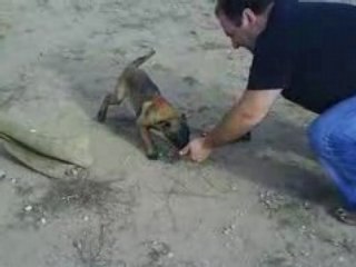 1er mordant de Daria des plaines du minervois