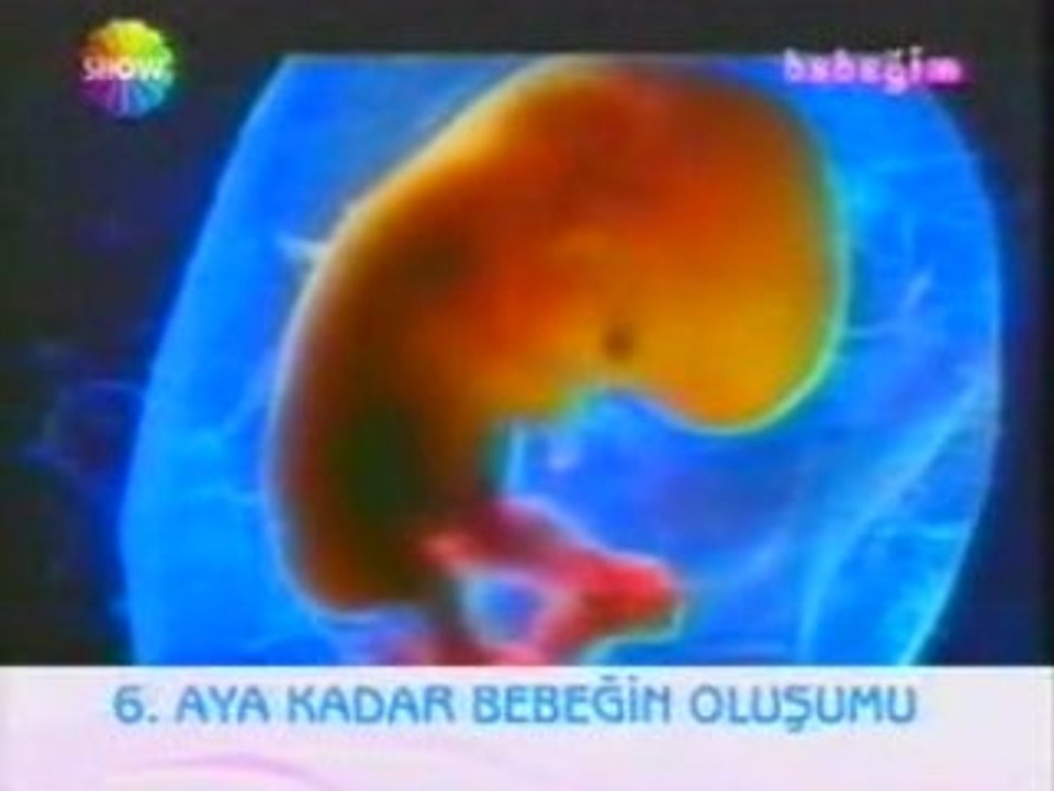 Hafta hafta gebelik (hamilelik) - ilk altı ay-Dr. K.Kocatepe