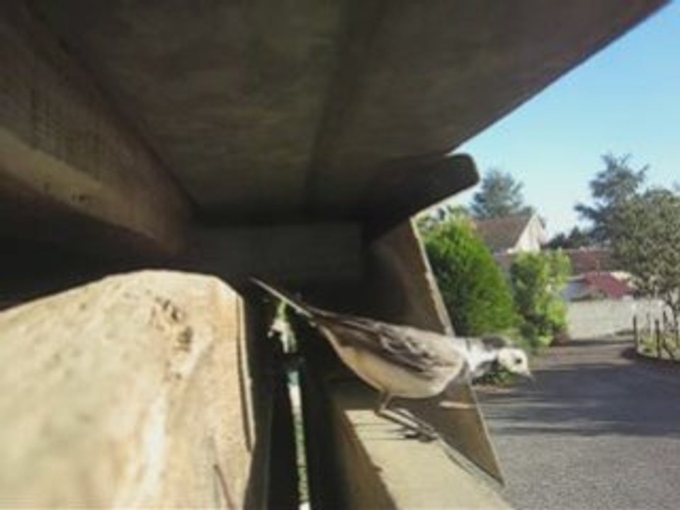 Bergeronnettes août 2008