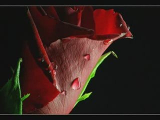 Hüseyin altin tatli yarim