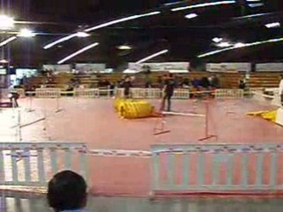 agility expo canine de perpignan 2008