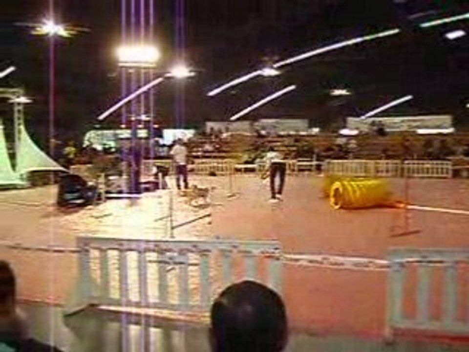 agility demo expo canine de perpignan 2008