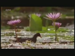 La cité perdue d'Akhénaton 2/3