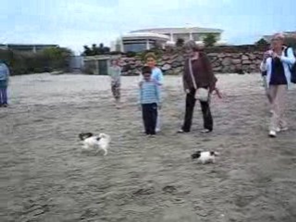 Phalènes de tous horizons s'amusent