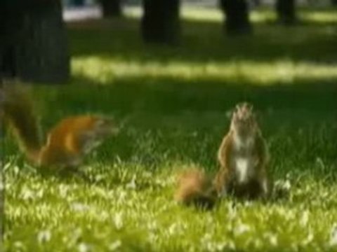 ST Сто из Ста РЕКЛАМНЫЙ РОЛИК