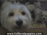 West Highland Puppies