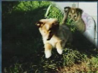 Adorable 2-Month-Old Male Shetland Pony 🐴