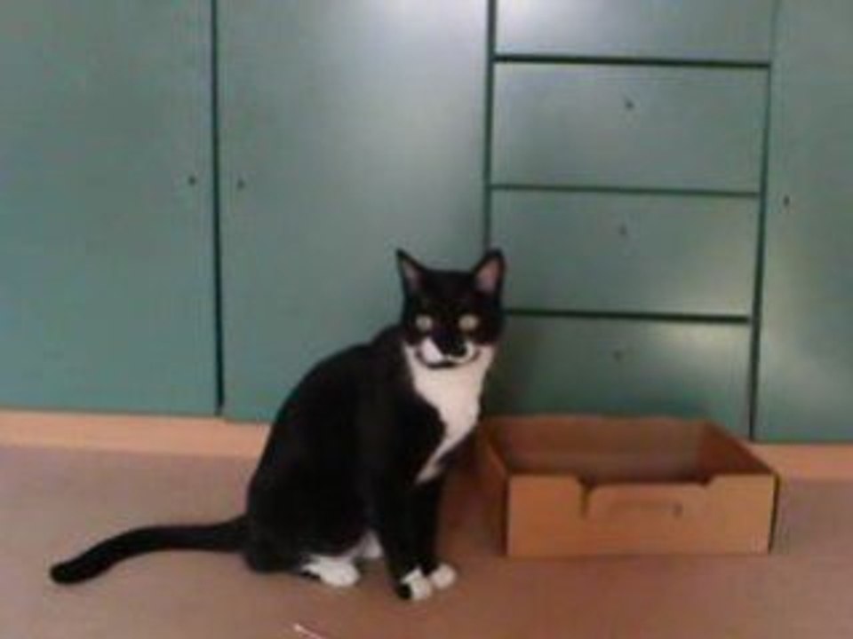 Popeye le chat et le coton tige en folie