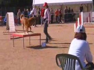 Bullit 1er degré Cholet