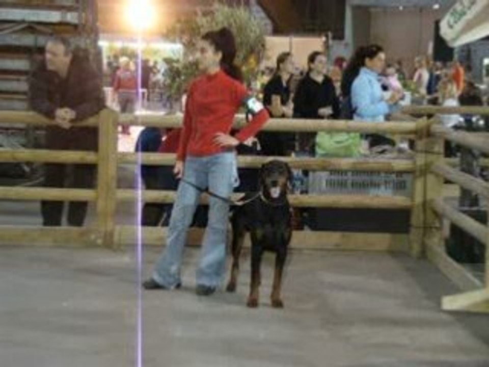 EXPOSITION CANINE DOBERMANNS AVIGNON 05/10/08