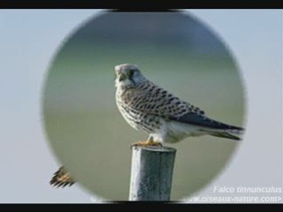 Faucon crecerelle N