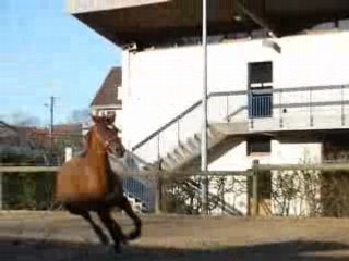 Chevaux au CHV