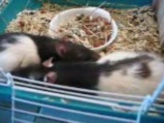 Mes Rates et ma chienne