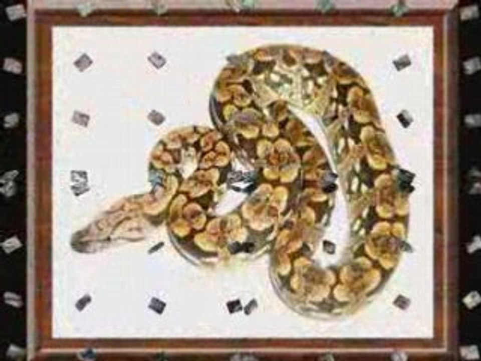 Guépard ,passion Reptiles