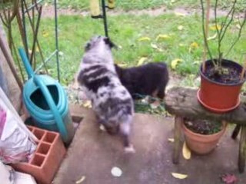 Les chiots à 7 semaines le 16 10 08