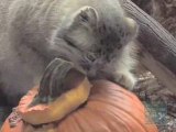 Pumpkins for Pallas' Cats at the Prospect Park Zoo