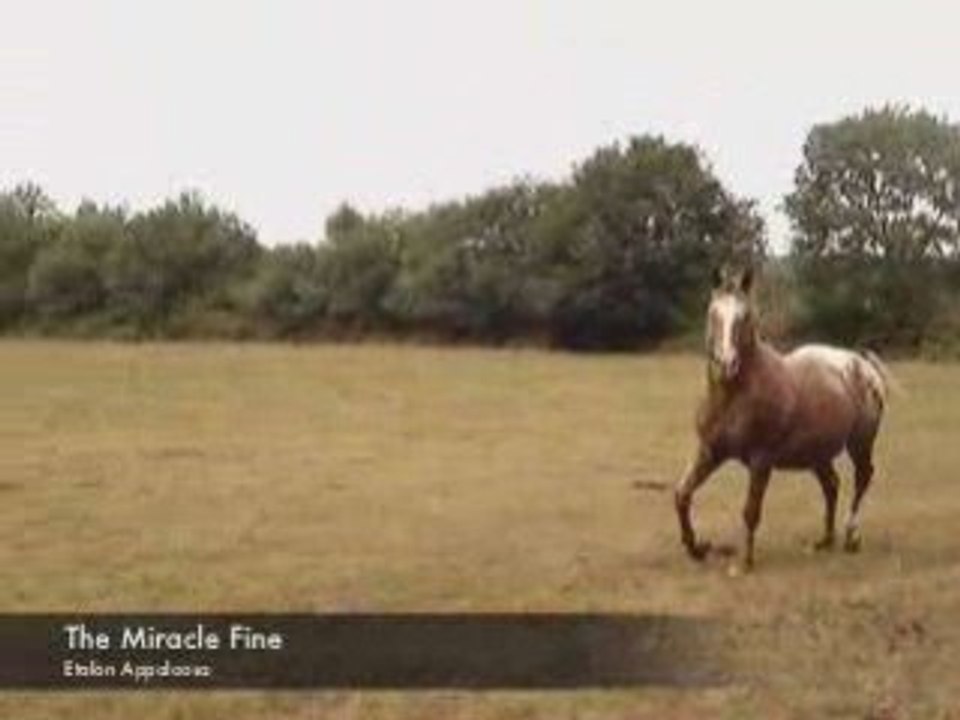The Miracle Fine, étalon appaloosa