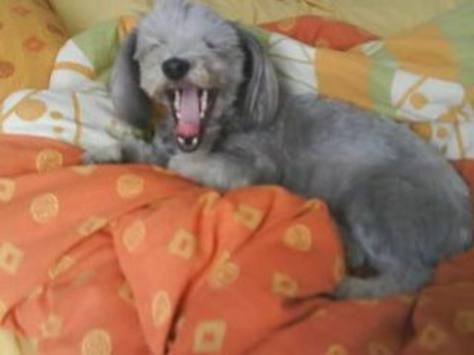 Toutoune