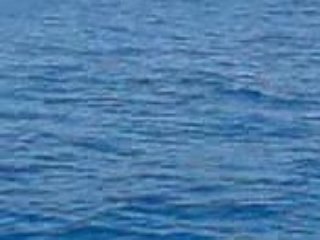 Dauphins a coter de nous