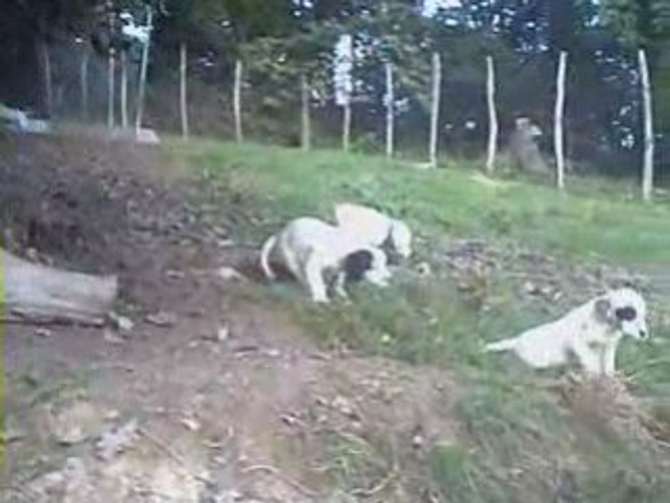 20 chiots