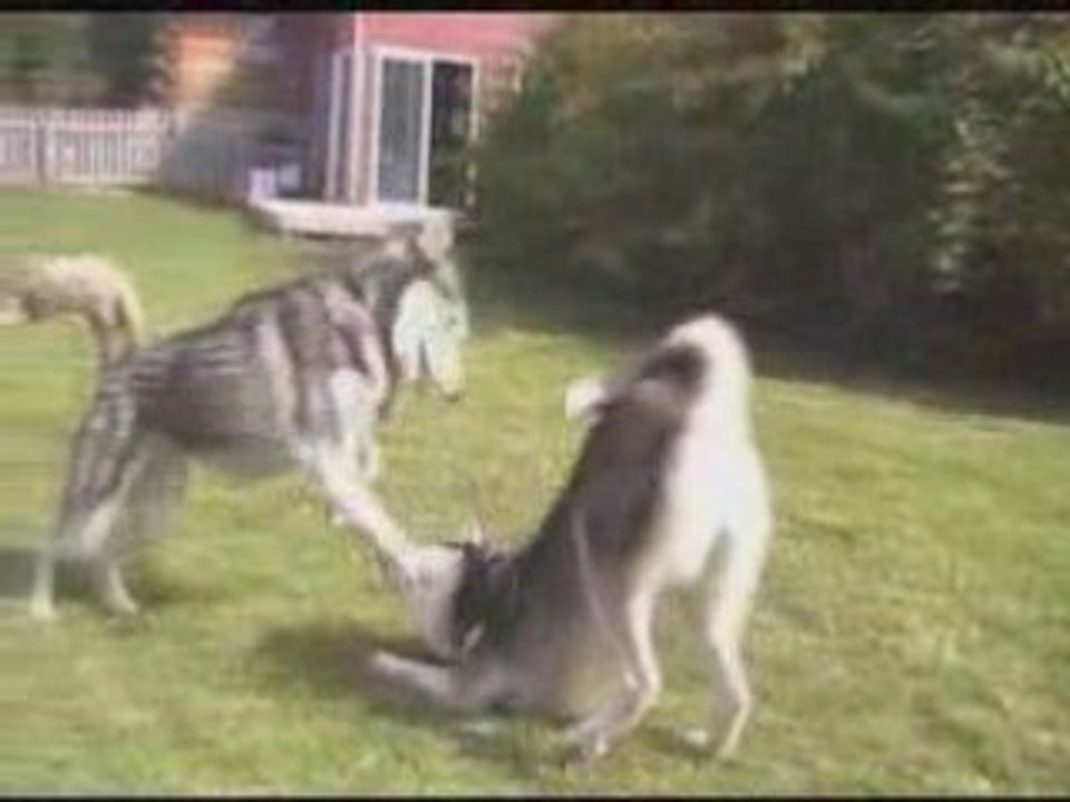 Team Husky