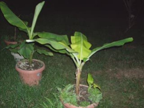 Grafted Banana Seedlings by Mauro Gibo