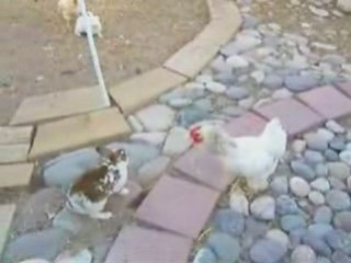 les poulets font la loi