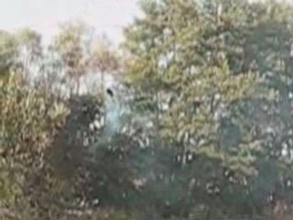 Trex 600 Nitro - Vols dos