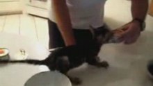 Impatient Kitty